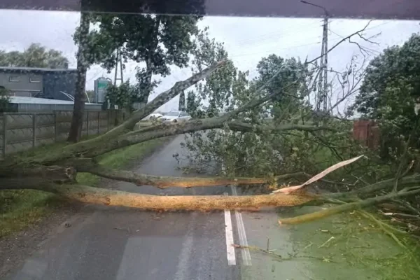 Powalone drzewo zablokowało drogę wojewódzką 705 w Jeżowie