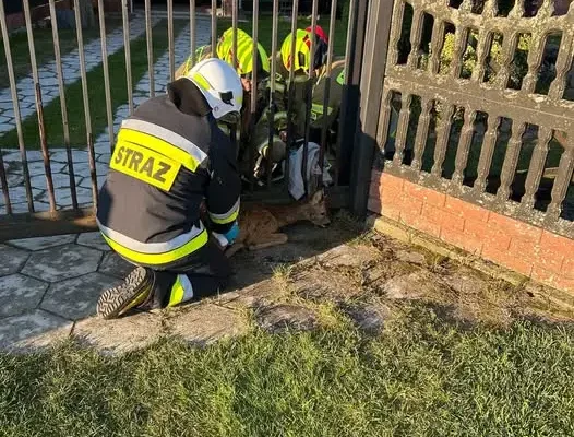 Dzikie zwierzę uwięzione w bramie — akcja strażaków w Osinach